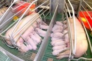 «Группа Черкизово» приобретет свинокомплексы в Пензенской и Липецкой областях
